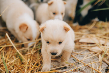 There are many puppies in the forest