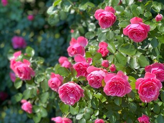 Fototapeta premium Rosebush beautiful pink rose flowers.