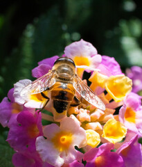 Bee gathering pollen from a flower