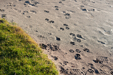 sand bunker with tracks or prints and grass