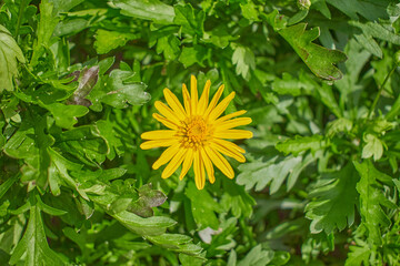 yellow flowers in the grass