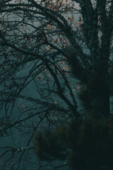 Dark tree branches in the dark forest with background fog.