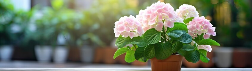A beautiful hydrangea flower wit pink white bud of petals with green leaf.A plant in flower pot and box grow in the garden outside during the day in summer and spring