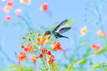 A Blue-chinned Sapphire hummingbird feeding on colorful tropical flowers in the blue sky