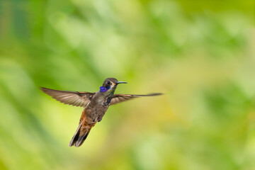 A Brown Violetear hummingbird flying in the rainforest with wings spread