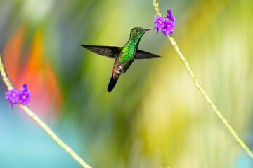 Glittering green hummingbird pollinating a single purple flower with blurred background