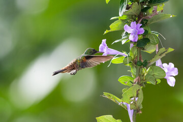Beautiful image of a  Copper-rumped hummingbird flying in a garden feeding on a purple flower with wings spread