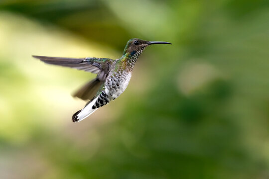 A White-necked Jacobin hummingbird hovering in the air in the rainforest of Trinidad and Tobago