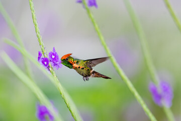 Colorful Tufted Coquette hummingbird feeding on a purple flower in a flowerbed.