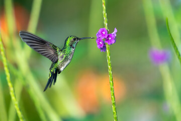 Blue-chinned Sapphire hummingbird with tail feathers spread feeding on flowers in a garden