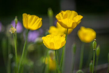Obraz premium Vibrant yellow Welsh poppies, with selective focus