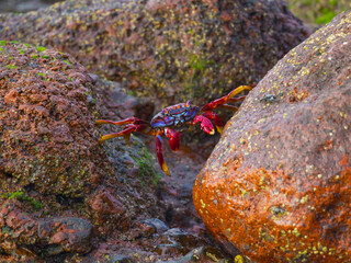 the crawfish makes a straddle between two stones