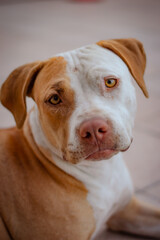american staffordshire terrier