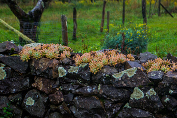 moss and Succulent plant on a rock