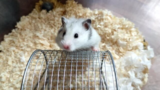 Syrian hamster spins a running wheel with its front paws