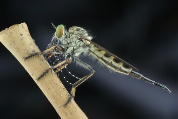 close up of a robberfly