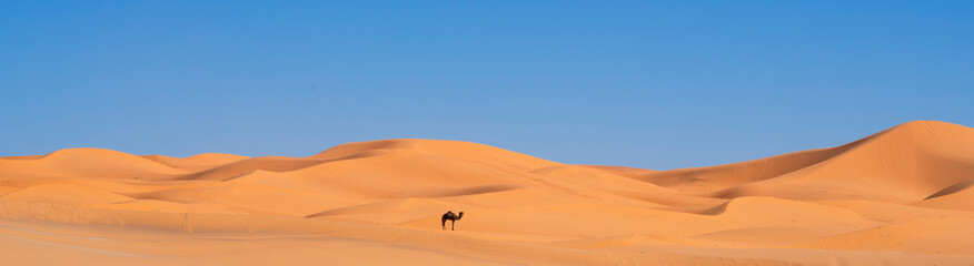 Fototapeta na wymiar Panoramic view of Merzouga desert with camel