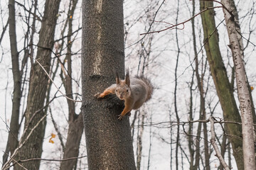 squirrel sitting on a tree in an interesting pose