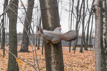 squirrel sitting on a tree in an interesting pose