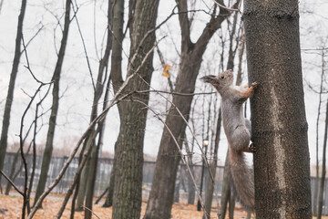 squirrel sitting on a tree in an interesting pose
