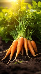 Carrots growing in the garden