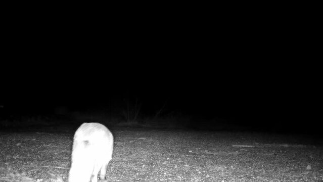 Ein Rotfuchs in der Nacht auf Nahrungssuche
