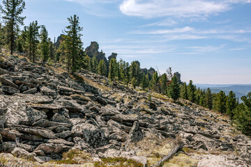 Accumulations of sharp-angled stone blocks and ridge of rocks in a coniferous forest at background. Natural landscape