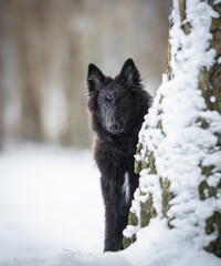 Beautiful groenendael belgian portrait outdoor in the snow, winter mood and blurred background 