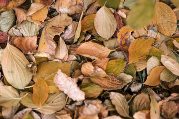  Lots of Bright dry fallen leaves of different colors and shapes in garden or park. Yellow Autumn botanical background. Withered leaf. High quality photo