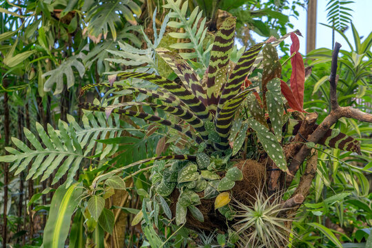Detail shot with tropical plants Window Leaf Monstera, Flaming Sword Vriesea splendens, Spotted Ivy, Scindapsus pictus and Trout Begonia Begonia maculata