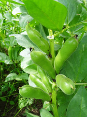 Bean plants in natural conditions, flowering and fruit ripening, growing beans