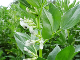Fototapeta premium Bean plants in natural conditions, flowering and fruit ripening, growing beans