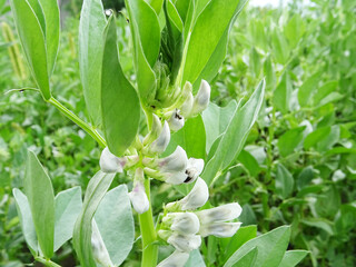 Bean plants in natural conditions, flowering and fruit ripening, growing beans