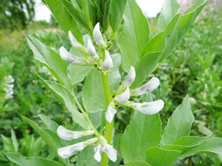 Bean plants in natural conditions, flowering and fruit ripening, growing beans