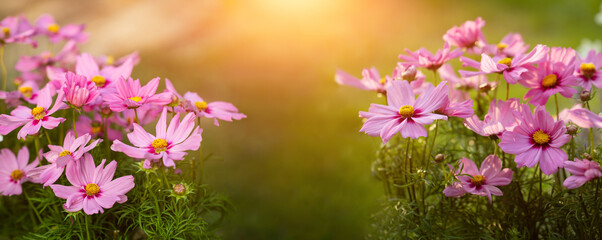 onętek, kwiat kosmos w promieniach zachodzącego słońca w wiejskim ogrodzie latem 