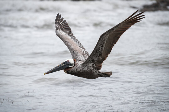 Brown Pelican (Pelecanus occidentalis) in flight.