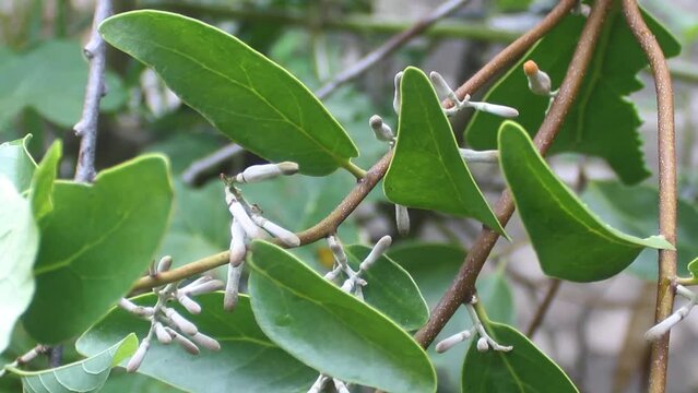 video up close, benalu tree or Loranthus, attached to another tree.