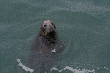 Obraz premium Phoque gris dans la mer sur la côte bretonne-France