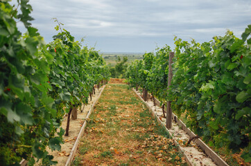 Fototapeta na wymiar Beautiful green summer vineyard beautiful landscape with copy space