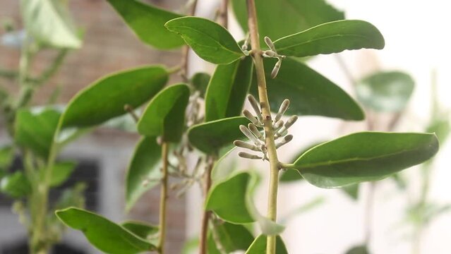 video up close, benalu tree or Loranthus, attached to another tree.