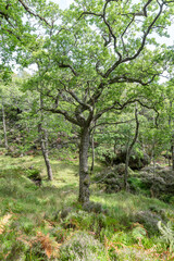 Sun and shadows in Glenborrodale Nature Reserve