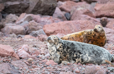 Grey Seal female on the beach at St Abbs Head, Scotland