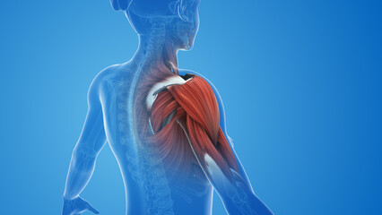 Female shoulder muscle pain and injury - obrazy, fototapety, plakaty