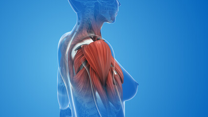Female shoulder muscle pain and injury