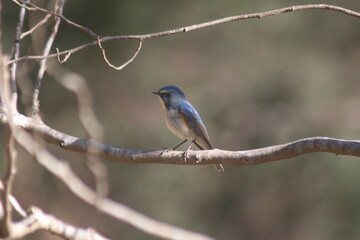 Bluetail