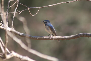 Bluetail