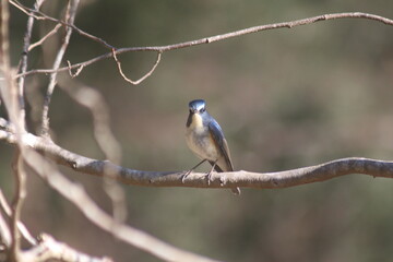 Bluetail
