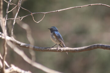 Bluetail