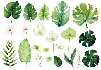 Collection of Fresh Green Leaves on a Clean White Background