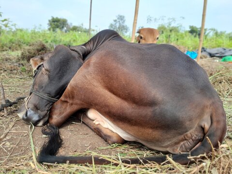 A brown indian gir cow sleeping peacefully on a dry grass field, basking in the warmth of the sun.